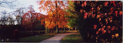 Parc urbain sous les couleurs "feu" et "or" de l'automne