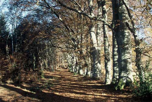 Vieille allée de hêtres en Montagne Limousine