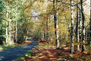 Route forestière en Corrèze