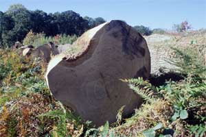 Grume de chêne rouvre de haute qualité